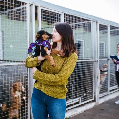 Imagem - 7 meios de adotar um animal de estimação