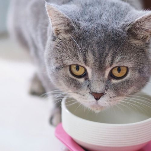 Imagem - 6 cuidados para adotar quando o gato vomita