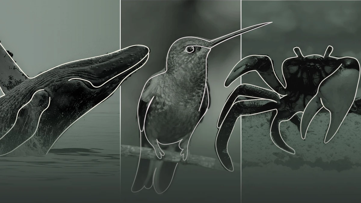 Baleia-jubarte, beija-flor e caranguejo são riquezas do Espírito Santo