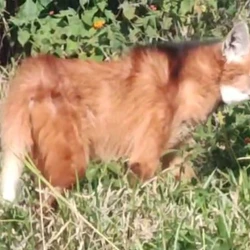 Animal passou por tratamento em uma clínica em Guarapari em abril e depois foi levada ao Cereias, em Aracruz; Soltura foi realizada em área de mata no Sul do ES