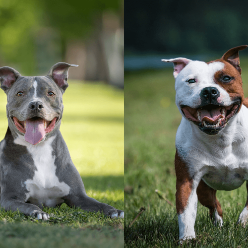 Imagem - 9 diferenças entre as raças pitbull e american staffordshire terrier