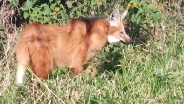 Animal passou por tratamento em uma clínica em Guarapari em abril e depois foi levada ao Cereias, em Aracruz; Soltura foi realizada em área de mata no Sul do ES