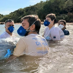 Equipes tentaram levar o animal para o fundo do mar duas vezes, mas ele retornava para a região costeira; resgate foi concluído com ajuda de um barco