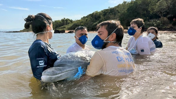 Equipes tentaram levar o animal para o fundo do mar duas vezes, mas ele retornava para a região costeira; resgate foi concluído com ajuda de um barco