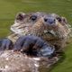 Descubra fatos surpreendentes sobre o comportamento e a vida desses animais inteligentes e carismáticos 