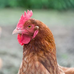 Em todo o país, são sete casos em investigação de influenza aviária em vários estados; em nenhum dos casos as aves são de granjas comerciais