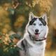 Confira inspirações imponentes para cães valentes, protetores e cheios de personalidade