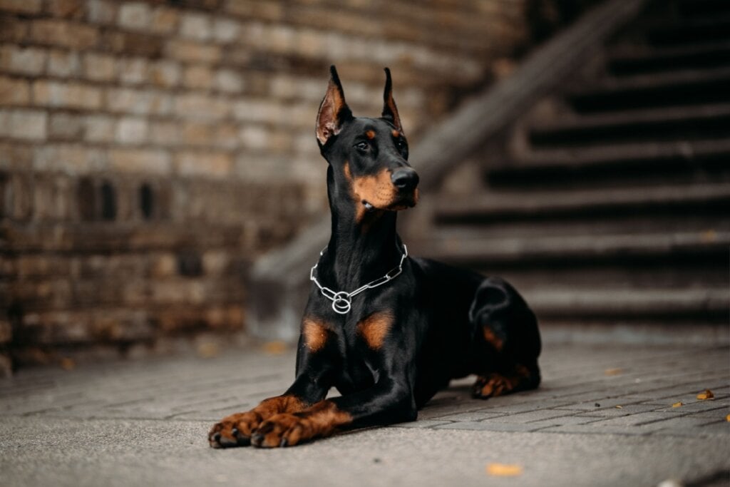 Apolo é uma ótima opção de nome para cachorros fortes e com porte nobre, como aqueles da raça doberman (Imagem: Jelizaveta Karakaja | Shutterstock)