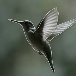 Pequeno no tamanho, mas exuberante em beleza, o colibri se tornou símbolo capixaba e promove o Estado para todo o país e até internacionalmente