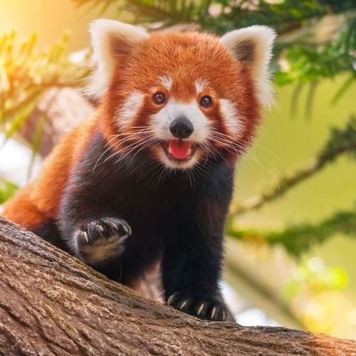 Imagem - 8 curiosidades incríveis sobre os pandas-vermelhos