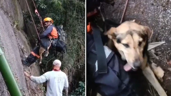 Pet estava desaparecido desde domingo (8) e foi encontrado pelos tutores, que acionaram o Corpo de Bombeiros para ajudar no salvamento