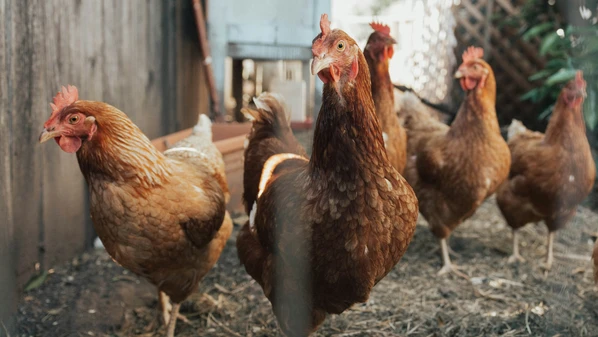 Espírito Santo conta com o Comitê Gestor de Enfrentamento à Influenza Aviária para uma série de orientações aos produtores de animais