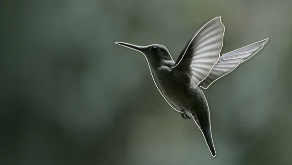Pequeno no tamanho, mas exuberante em beleza, o colibri se tornou símbolo capixaba e promove o Estado para todo o país e até internacionalmente