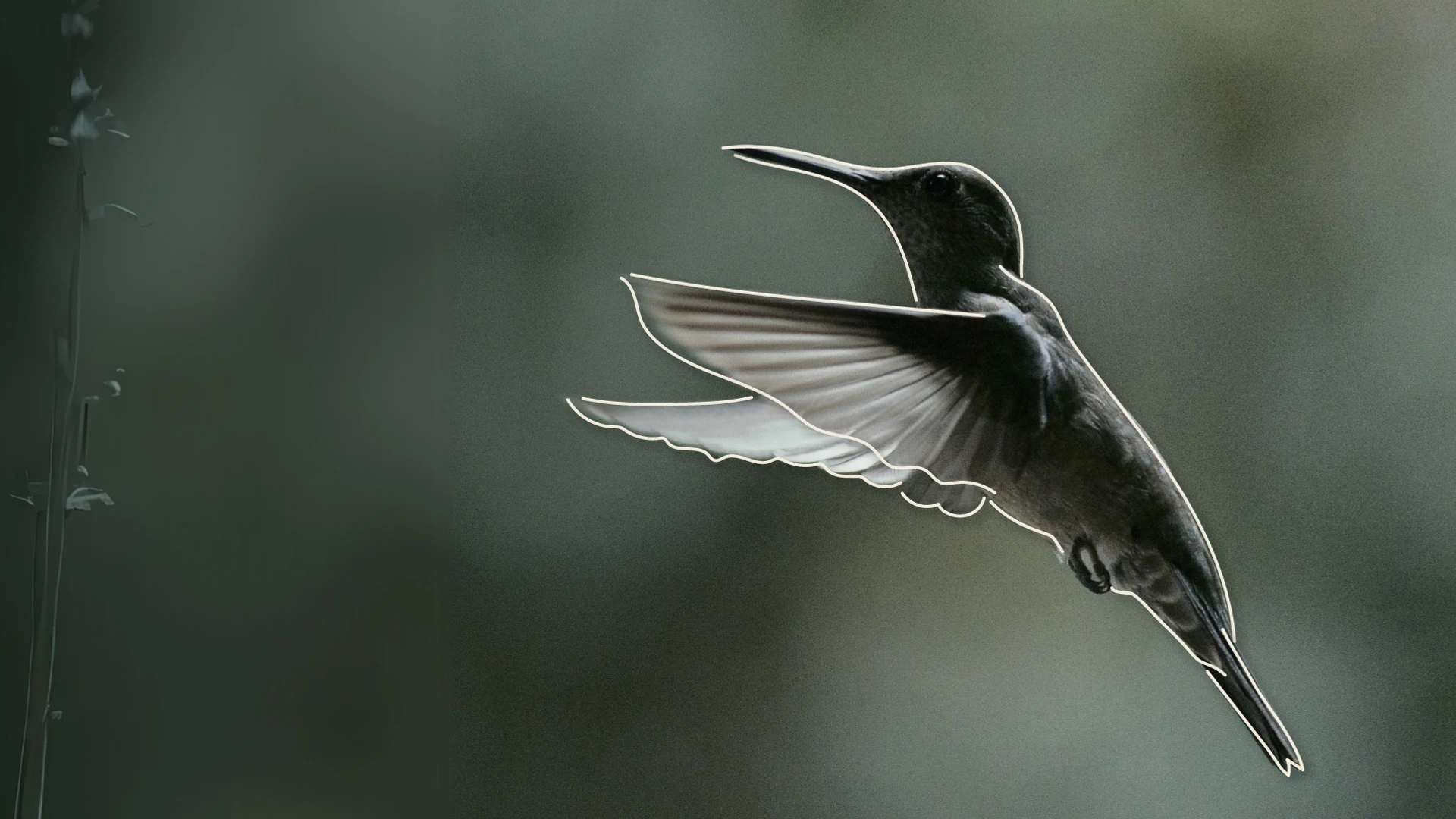 Pequeno no tamanho, mas exuberante em beleza, o colibri se tornou símbolo capixaba e promove o Estado até internacionalmente