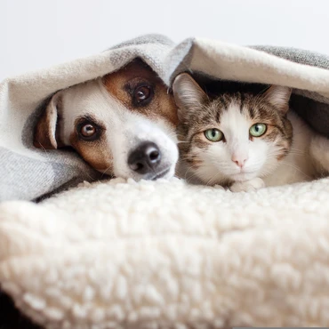 Imagem - Dicas práticas para manter cães e gatos saudáveis nos dias frios