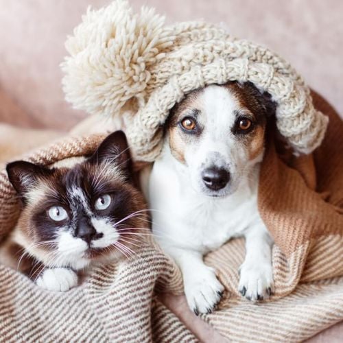Imagem - 8 impactos do frio na saúde de cães e gatos 