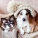 Veja como proteger o bem-estar do seu animal de estimação durante o inverno