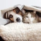 Gato e cachorro no frio