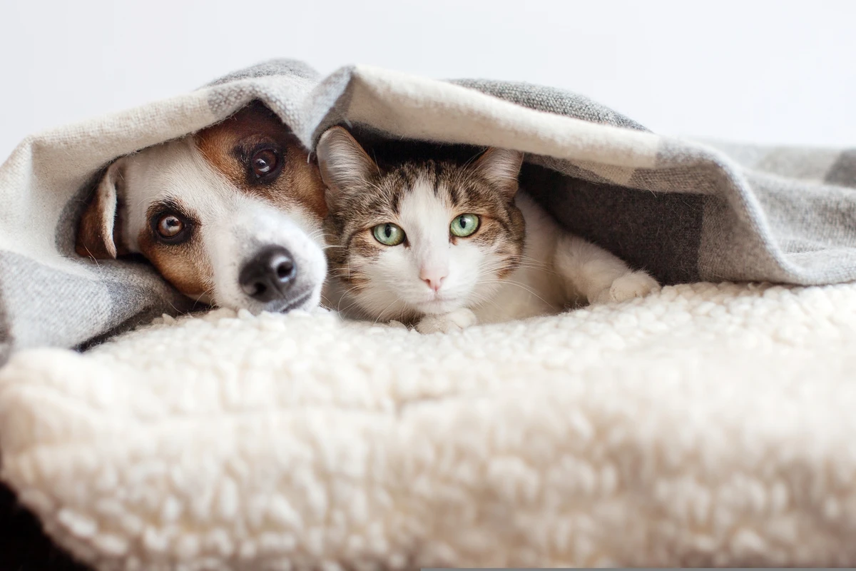 Gato e cachorro no frio