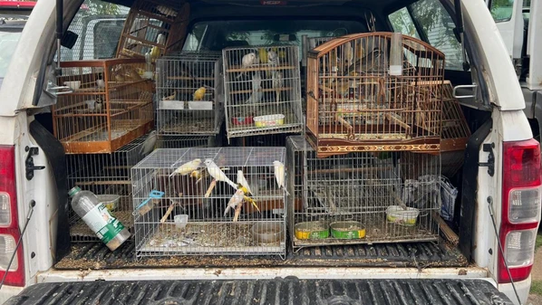 Aves de nove espécies de fora do Brasil foram encontradas em uma residência em Castelo; quase duzentas gaiolas foram destruídas