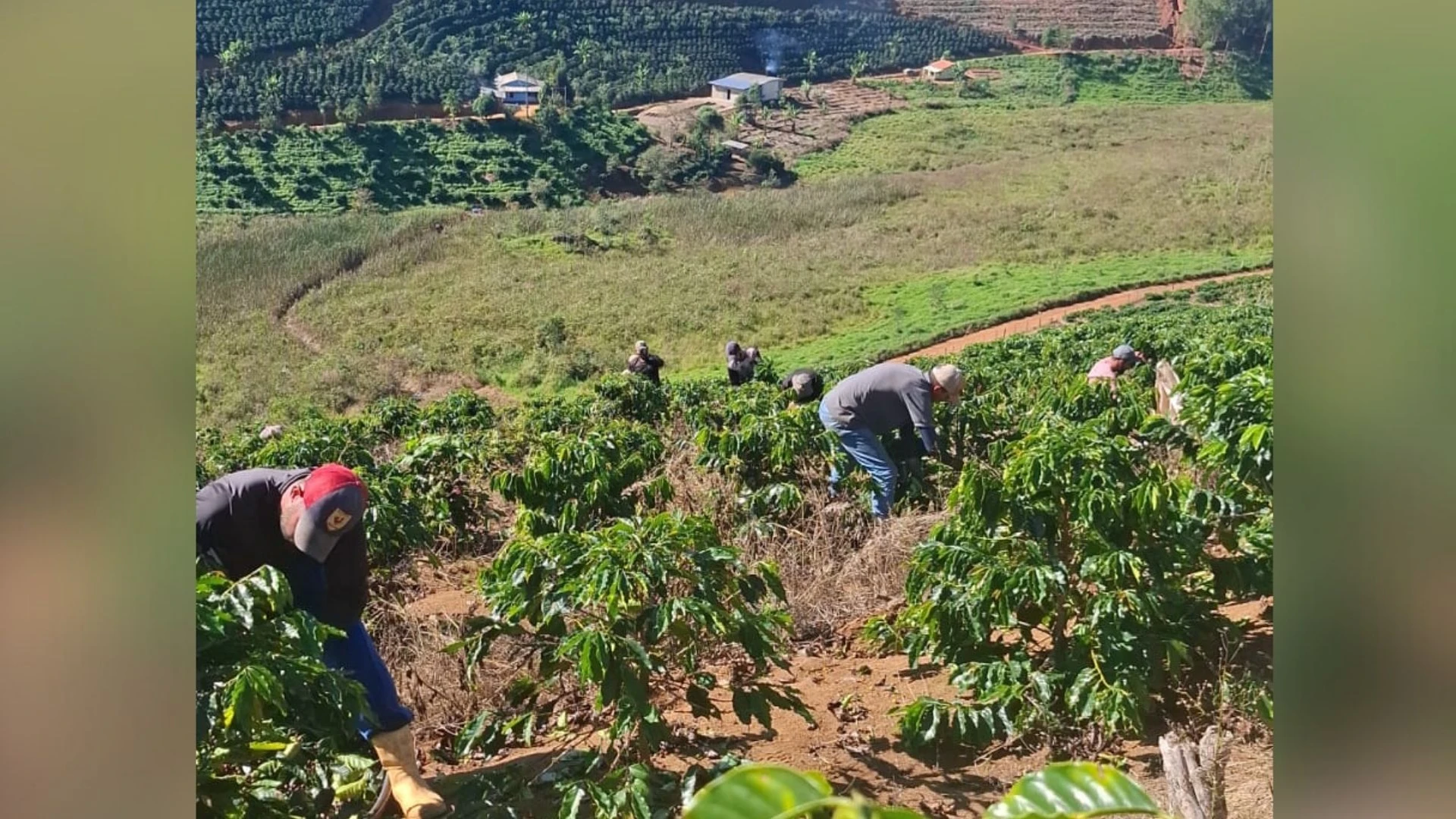 Produtor rural disse que o material – cerca de 60 sacas de café arábica – era da primeira colheita da lavoura; furto foi descoberto na manhã da última quarta-feira (11)