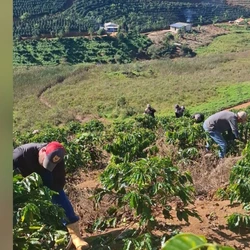 Produtor rural disse que o material – cerca de 60 sacas de café arábica – era da primeira colheita da lavoura; furto foi descoberto na manhã da última quarta-feira (11)