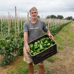 A região de Xuri, no município canela-verde, possui cerca de 30 propriedades dedicadas ao cultivo de tomate, pimentão e inhame