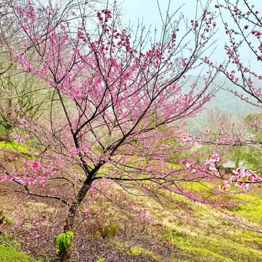 Imagem - Cerejeiras iniciam floração no interior de Alfredo Chaves; veja como visitar