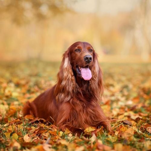 Imagem - 4 características do cachorro da raça setter irlandês 