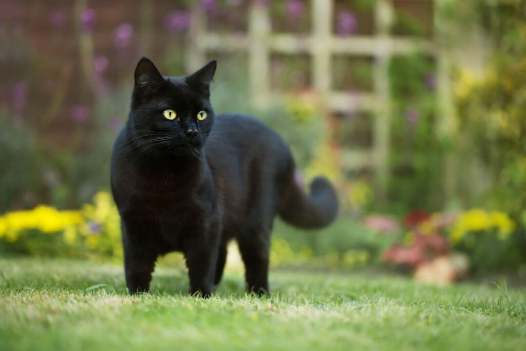 A ideia de azar ao cruzar o caminho com um gato preto na sexta-feira 13 é uma das maiores superstições do dia (Imagem: Giedriius | Shutterstock)