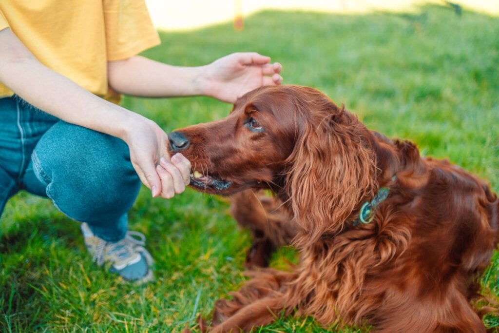 O setter irlandês precisa de uma dieta nutritiva para manter o seu porte (Imagem: Irina Shatilova | Shutterstock) 