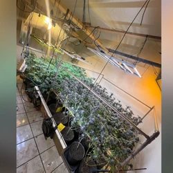 Segundo a PM, proprietário do imóvel usava canil como fachada, mas, na prática, local funcionava como um laboratório de maconha. Quase 10 quilos da droga foram apreendidos
