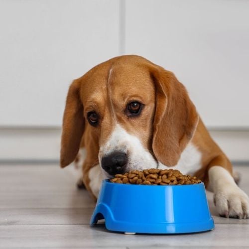 Imagem - Veja como trocar a comida do animal de forma segura