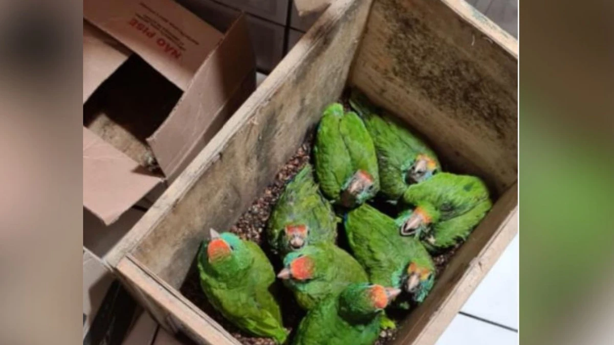 Aves que haviam sido caçadas ilegalmente em Sooretama