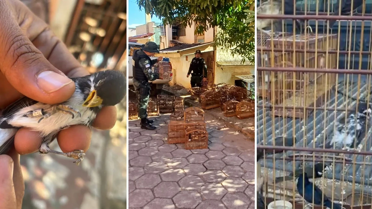 Homem é detido com 89 pássaros silvestres mantidos ilegalmente em Guaçuí 