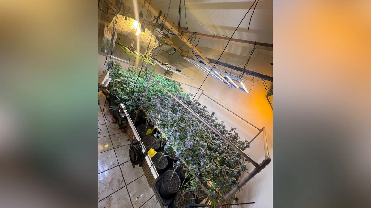 Os dois últimos andares da residência, na Serra, abrigavam um laboratório de maconha