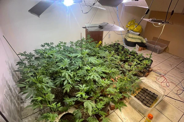PM descobre plantação de maconha dentro de casa na Serra 