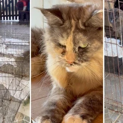 Gatos de grande porte viviam em gaiolas enferrujadas, sem espaço para se mover; cães da raça Spitz também estavam confinados. Casal que morava na casa e seria responsável pelo local foi preso