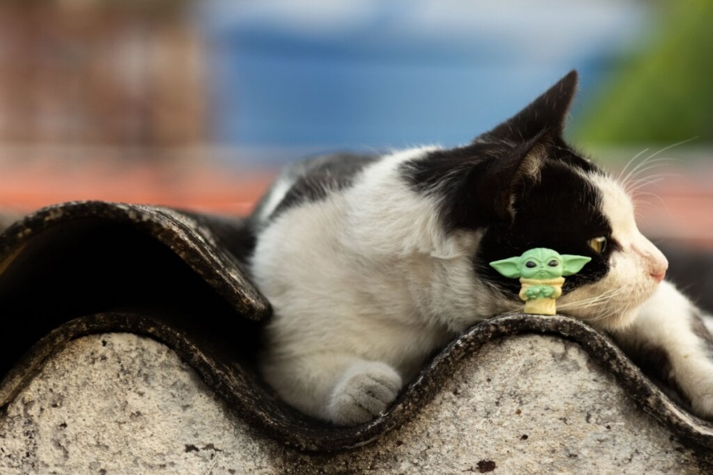 Yoda é o nome perfeito para gatos calmos e que transmitem sabedoria (Imagem: ricobarinas| Shutterstock)