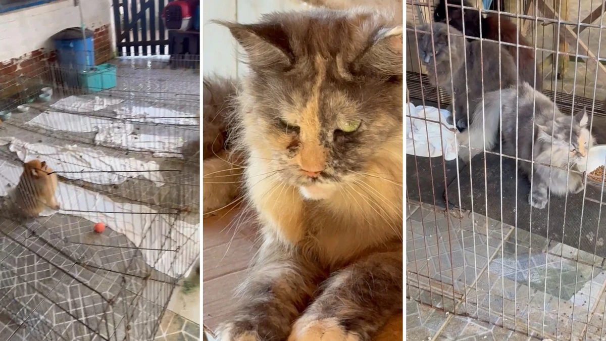 Mais de 40 gatos e cachorros são resgatados de ambiente precário em Anchieta