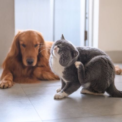 Imagem - 3 chás para ajudar a aliviar a coceira em cães e gatos