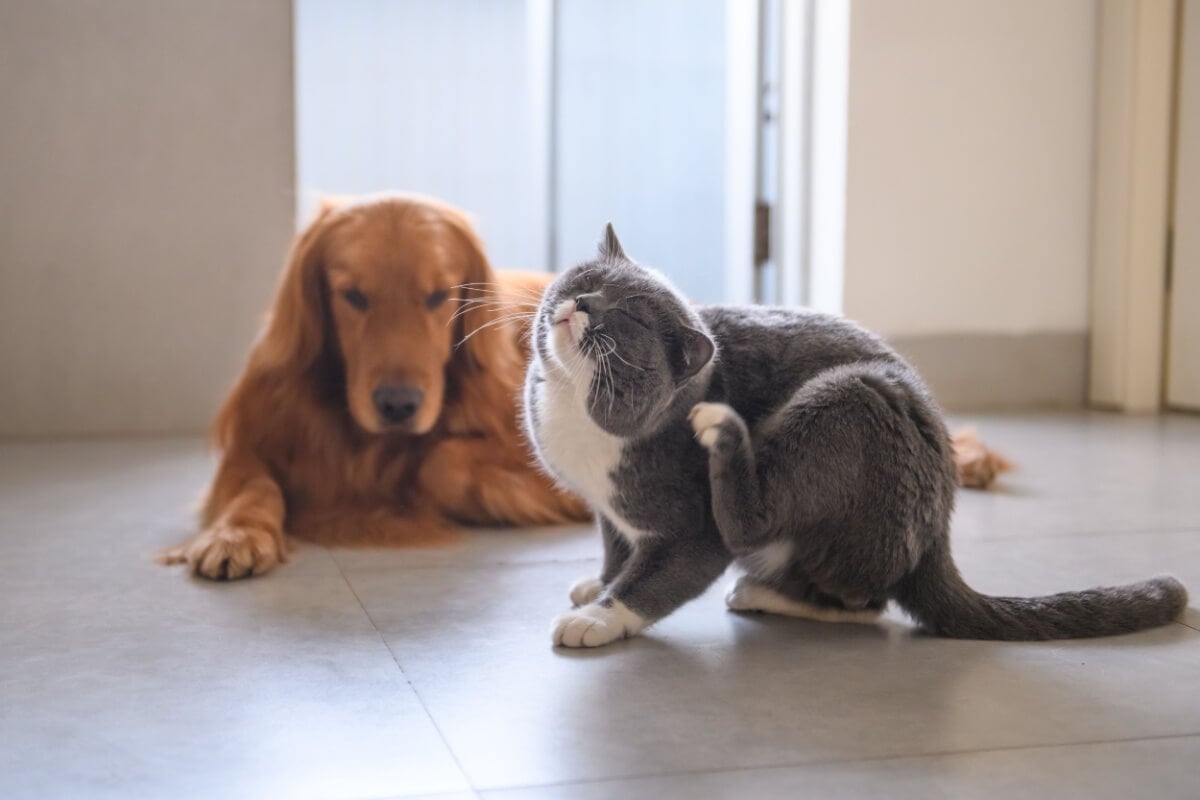Observar o comportamento do animal e identificar sinais de coceira excessiva é fundamental para prevenir lesões e infecções secundárias (Imagem: Chendongshan | Shutterstock)