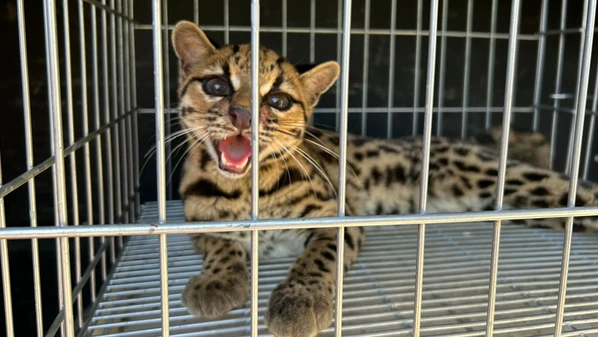 Segundo a Polícia Militar Ambiental, o animal é uma fêmea adulta e saudável que foi vista em uma propriedade e confundida com uma jaguatirica