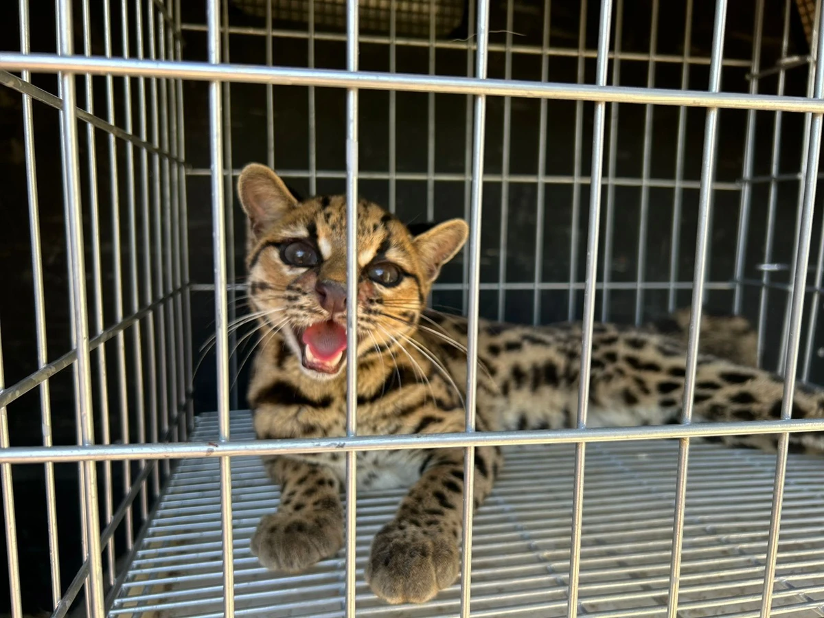 Gato-maracajá resgatado em Mimoso do Sul foi depois devolvido ao seu habitat natural