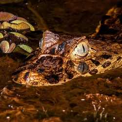 Iniciativa quer evitar extinção do animal símbolo da Mata Atlântica usando ovos incubados e soltos em unidades de conservação