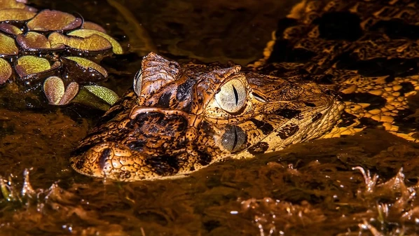 Iniciativa quer evitar extinção do animal símbolo da Mata Atlântica usando ovos incubados e soltos em unidades de conservação