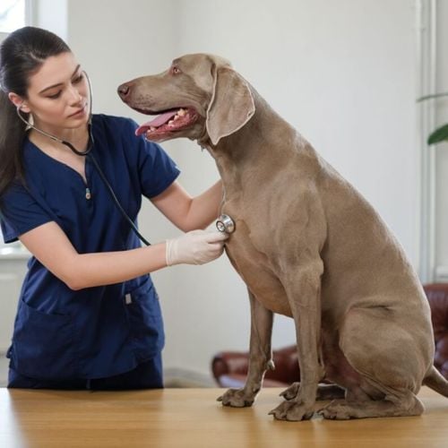 Imagem - 10 causas para o tremor em cachorros