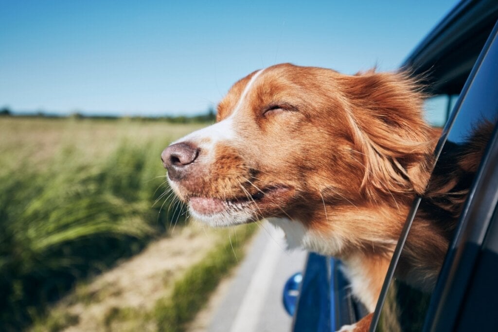 O tremor em cães também pode ser fruto das náuseas, ocasionadas, muitas vezes, por viagens de carro (Imagem: Jaromir Chalabala | Shutterstock)