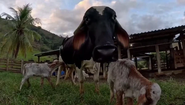 Parto de trigêmeos bovinos é considerado raro e aconteceu em fazenda de Pancas, Espírito Santo 