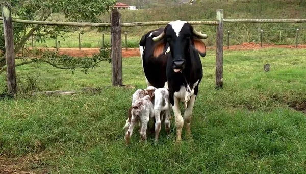 Vaca Esperança, de Pancas, Espírito Santo, já tinha dado à luz gêmeos em outros partos